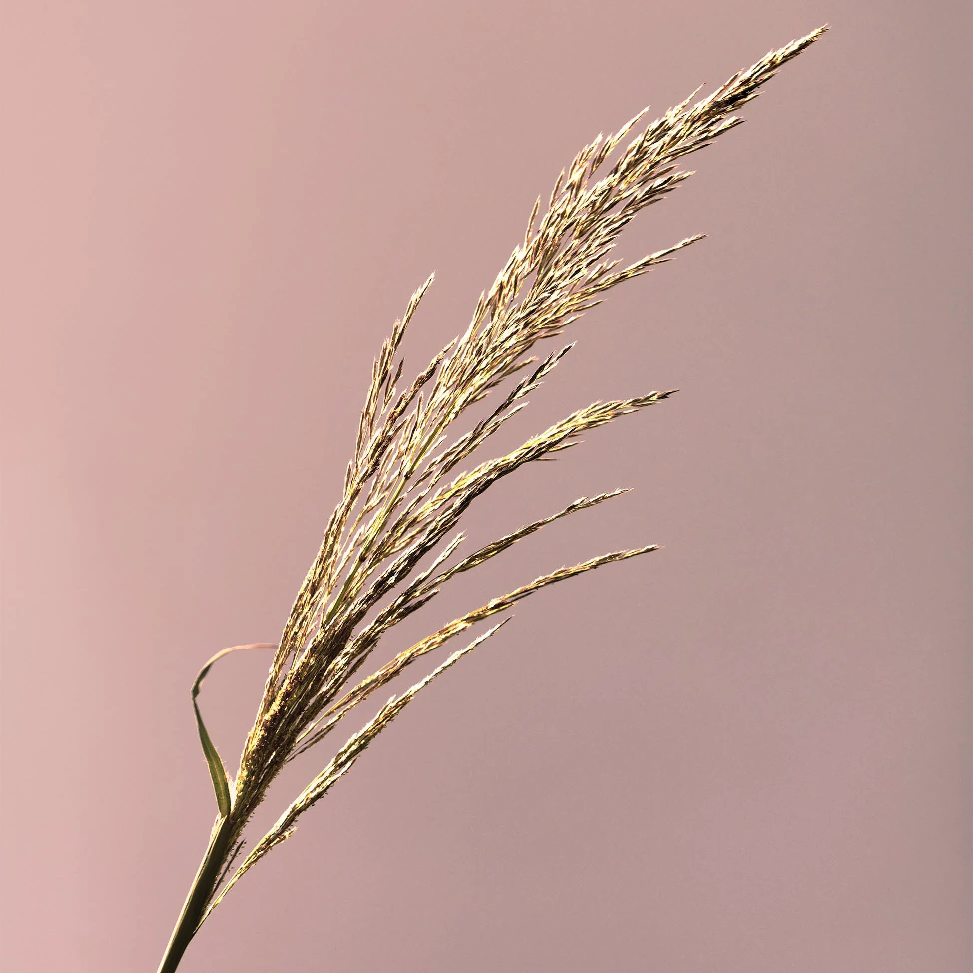 Servet pluim oud roze achtergrond