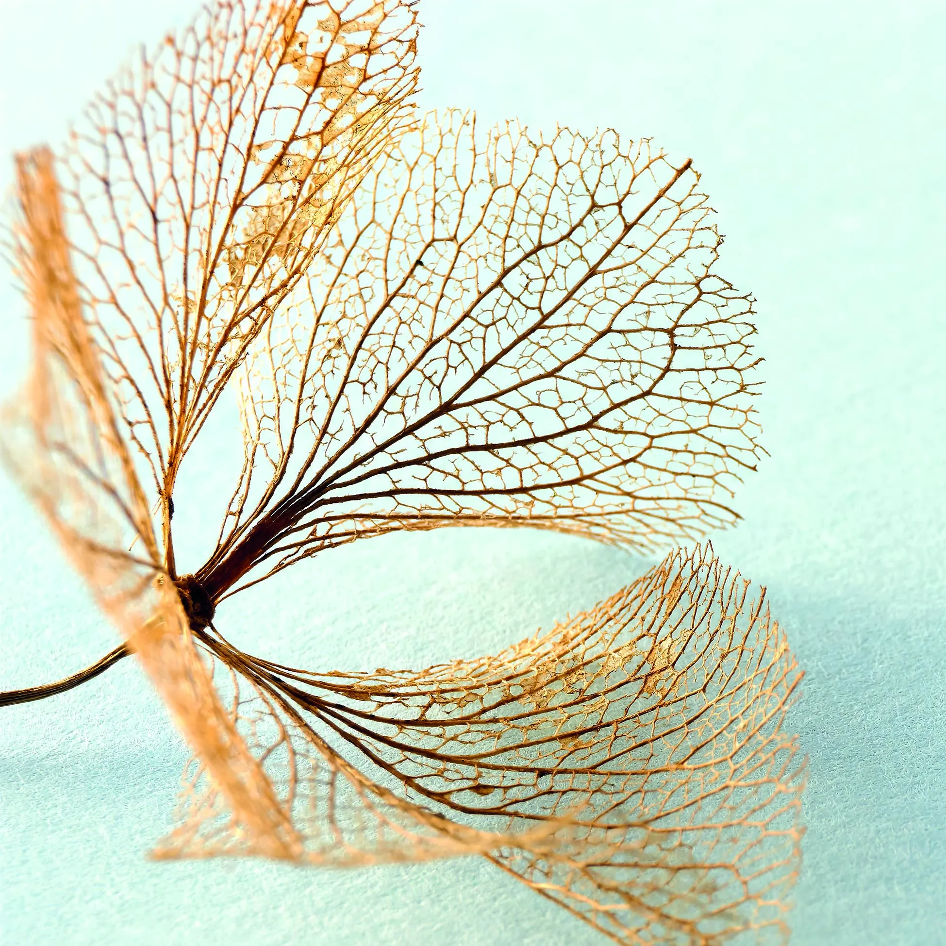 Servet Blad Nerf licht blauw/bruin